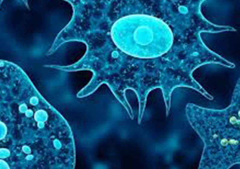 Don’t Be An Amoeba